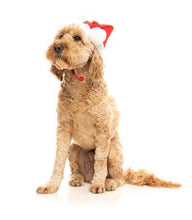Load image into Gallery viewer, santa hat for dogs