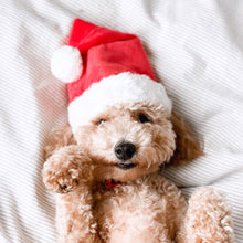 Load image into Gallery viewer, santa hat for dogs