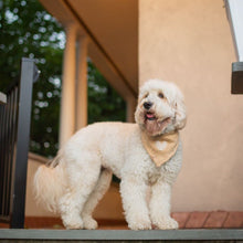 Load image into Gallery viewer, LAST CHANCE! the murray dog bandana