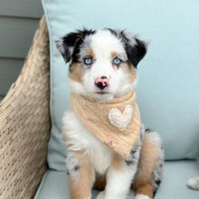 Load image into Gallery viewer, LAST CHANCE! the murray dog bandana
