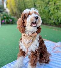 Load image into Gallery viewer, LAST CHANCE! the murray dog bandana