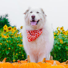 Load image into Gallery viewer, autumn's warmth dog bandana