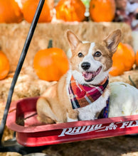 Load image into Gallery viewer, cinnamon spice flannel dog bandana