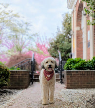 Load image into Gallery viewer, puppy love dog bandana