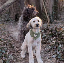 Load image into Gallery viewer, LAST CHANCE! the royce dog bandana