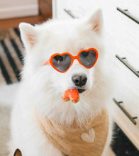 Load image into Gallery viewer, LAST CHANCE! the murray dog bandana