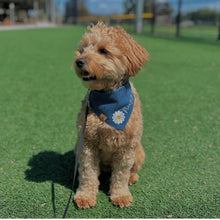 Load image into Gallery viewer, personalized jovie dog bandana