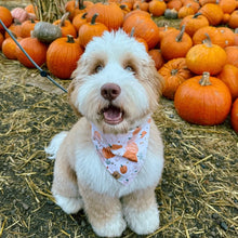 Load image into Gallery viewer, LAST CHANCE! pumpkins and patches dog bandana