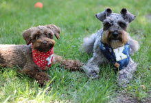 Load image into Gallery viewer, pawtriotic denim letterman dog bandana