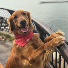 Load image into Gallery viewer, snowberry red tweed dog bandana