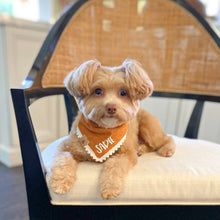 Load image into Gallery viewer, personalized maple butter with lace dog bandana