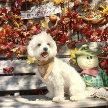 Load image into Gallery viewer, LAST CHANCE! the murray dog bandana