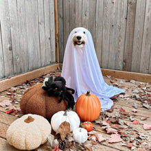 Load image into Gallery viewer, spencer the spider nosework toy