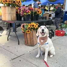 Load image into Gallery viewer, LAST CHANCE! snickerdoodle dog bandana
