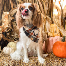 Load image into Gallery viewer, hollows eve letterman dog bandana