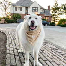 Load image into Gallery viewer, LAST CHANCE! the murray dog bandana