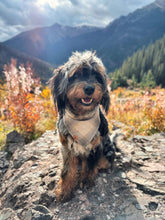 Load image into Gallery viewer, hearthside flannel dog bandana