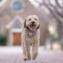 Load image into Gallery viewer, charmed blush flannel letterman dog bandana