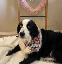 Load image into Gallery viewer, LNY kiko blossoms dog bandana