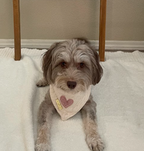 Load image into Gallery viewer, mi amor dog bandana