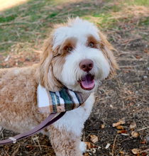 Load image into Gallery viewer, caramel apple flannel dog bandana