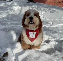 Load image into Gallery viewer, snowberry red tweed dog bandana