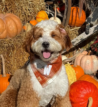 Load image into Gallery viewer, chai latte flannel letterman dog bandana