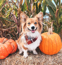 Load image into Gallery viewer, cinnamon spice flannel letterman dog bandana