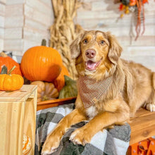 Load image into Gallery viewer, LAST CHANCE! snickerdoodle dog bandana