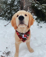 Load image into Gallery viewer, holiday plaid letterman dog bandana