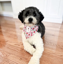 Load image into Gallery viewer, LAST CHANCE: isabella dog bandana