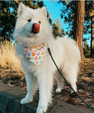 Load image into Gallery viewer, LAST CHANCE: woof you dog bandana (M, M/L, L)