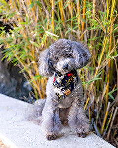 LNY black koi fish dog bandana