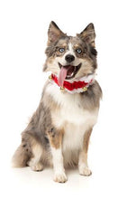 Load image into Gallery viewer, jingle bell collar for dogs
