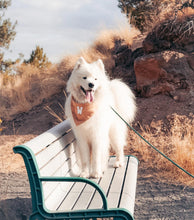 Load image into Gallery viewer, dulce de leche letterman dog bandana
