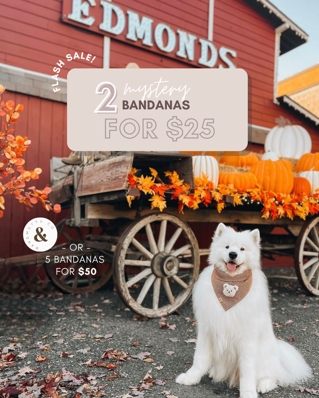 mystery bandanas - pack of 2 or 5!
