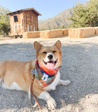 Load image into Gallery viewer, midnight amber letterman dog bandana
