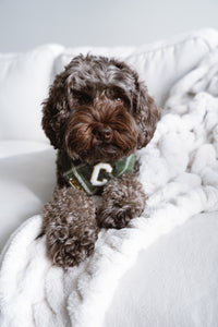 celtic plaid dog bandana