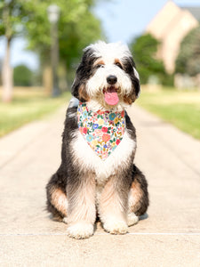 mimosa dog bandana