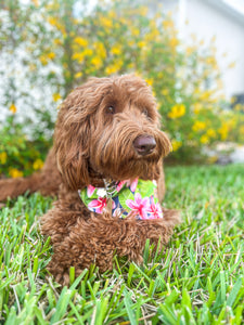 love of plumeria dog bandana