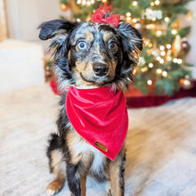 Load image into Gallery viewer, winterberry red velvet dog bandana
