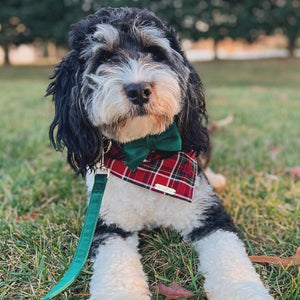 cardinal plaid dog bandana