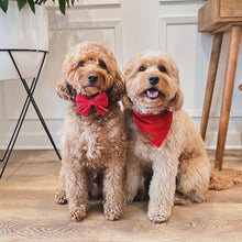 Load image into Gallery viewer, winterberry red velvet dog bandana
