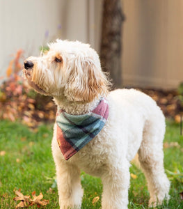 sugar plum flannel dog bandana