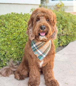 caramel apple flannel dog bandana