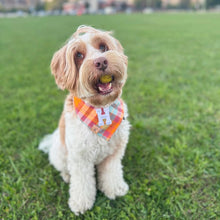 Load image into Gallery viewer, cinnamon toast letterman dog bandana
