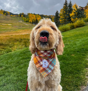 cinnamon toast letterman dog bandana