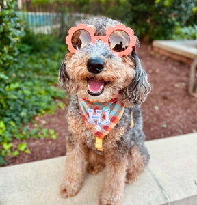 cinnamon toast letterman dog bandana