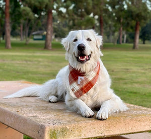 chai latte flannel letterman dog bandana