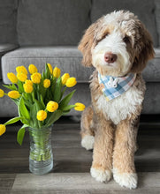 Load image into Gallery viewer, blueberry yogurt with bunny plaid dog bandana

